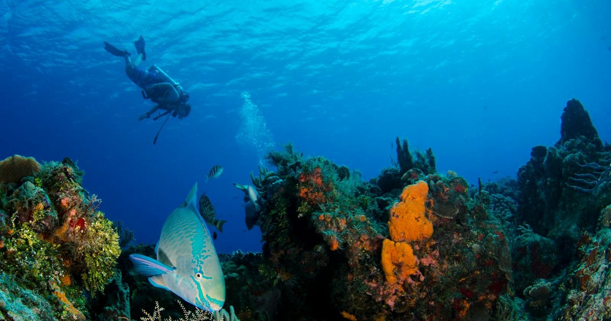 Best Diving Spots in Corfu - Underwater Caves & Reefs
